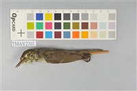 極北柳鶯藏品圖，第1張